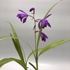 Bletilla striata 'Gotemba Stripes'..